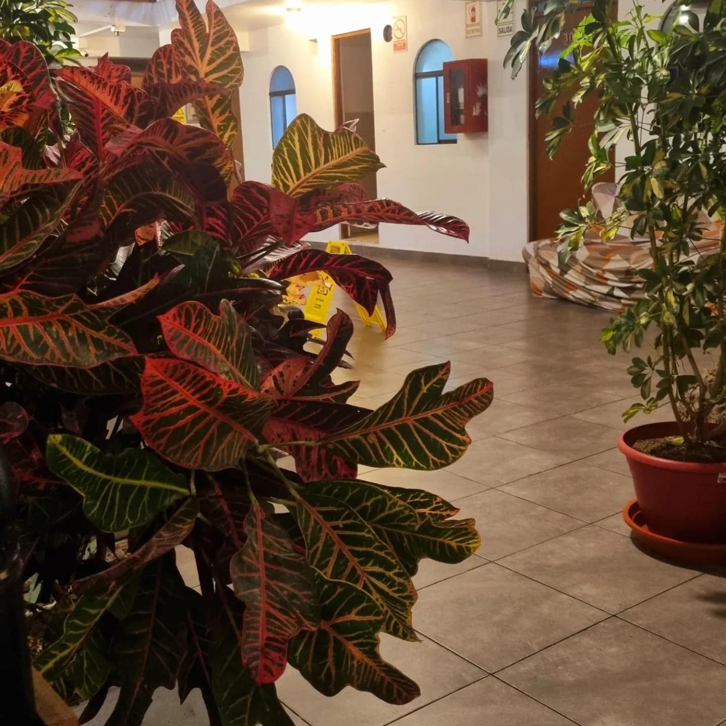 Hostel Thay83 Miraflores Lima Bagian luar foto